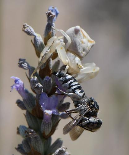 Coelioxys argentea